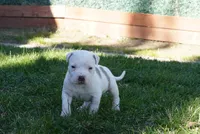One , a male American Bully for sale in Lancaster, CA – Photo 3 of 3