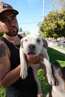 One , a male American Bully for sale in Lancaster, CA – Photo 2 of 3