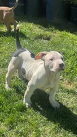 America xl bully, a male American Bully for sale in Lancaster, CA – Photo 7 of 10