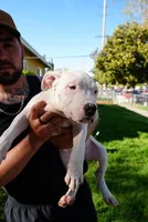 America xl bully, a male American Bully for sale in Lancaster, CA – Photo 8 of 10