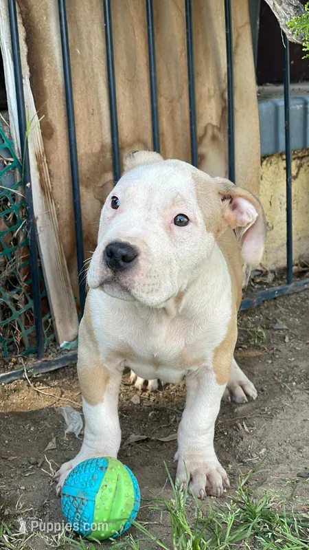 America xl bully – American Bully puppy for sale in Lancaster, CA