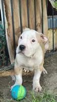 America xl bully, a male American Bully for sale in Lancaster, CA – Photo 1 of 10
