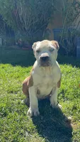 America xl bully, a male American Bully for sale in Lancaster, CA – Photo 4 of 10
