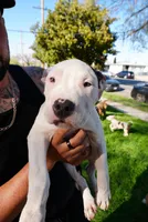 America xl bully, a male American Bully for sale in Lancaster, CA – Photo 10 of 10