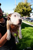 America xl bully, a male American Bully for sale in Lancaster, CA – Photo 3 of 10