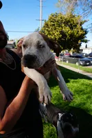 America xl bully, a male American Bully for sale in Lancaster, CA – Photo 6 of 10
