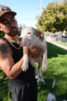 America xl bully, a male American Bully for sale in Lancaster, CA – Photo 2 of 10
