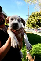 America xl bully, a male American Bully for sale in Lancaster, CA – Photo 5 of 10