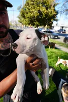 America xl bully, a male American Bully for sale in Lancaster, CA – Photo 9 of 10