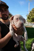 Two, a female American Bully for sale in Lancaster, CA – Photo 2 of 3