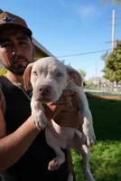 Two, a female American Bully for sale in Lancaster, CA – Photo 3 of 3