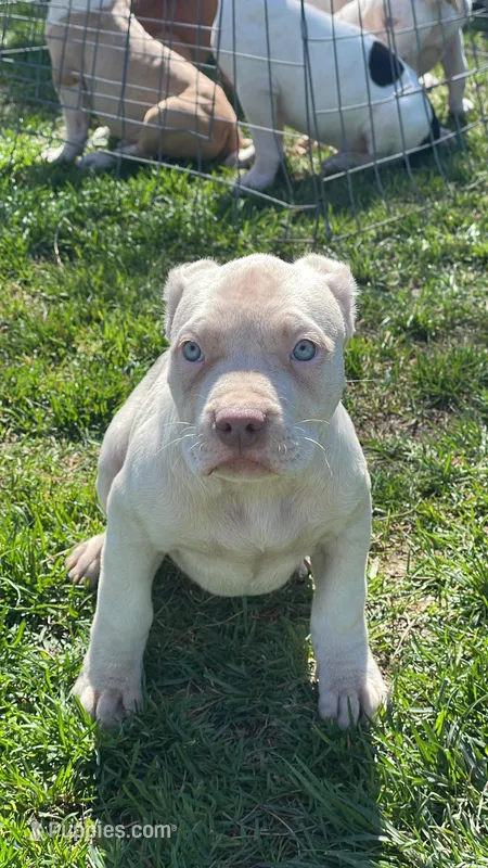 Two – American Bully puppy for sale in Lancaster, CA