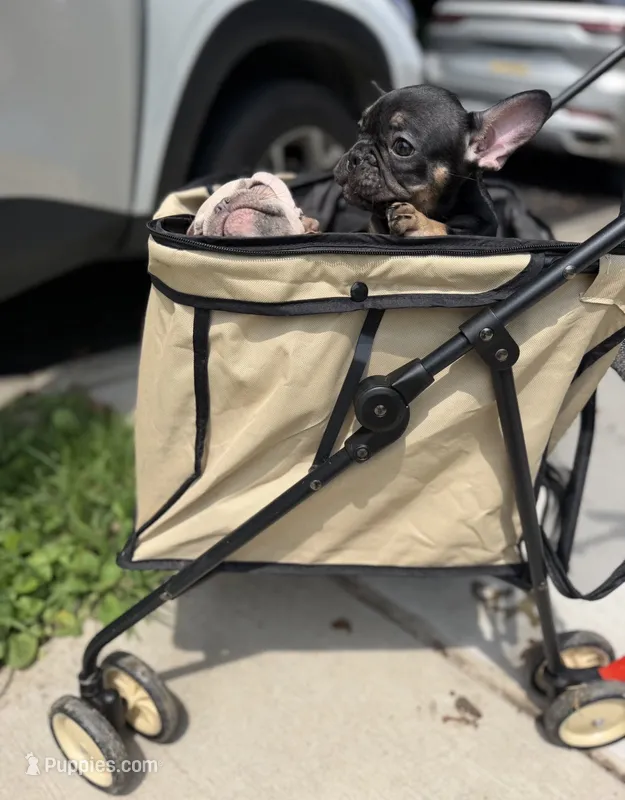 Carmen – French Bulldog puppy for sale in Pittsburgh, PA