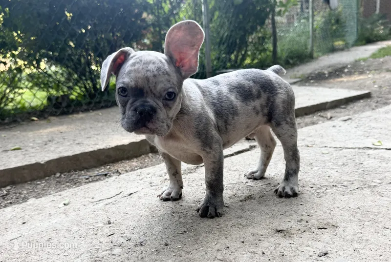 Sarge – French Bulldog puppy for sale in Pittsburgh, PA