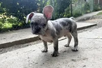Sarge, a male French Bulldog for sale in Pittsburgh, PA – 1 of 8