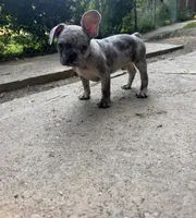 Sarge, a male French Bulldog for sale in Pittsburgh, PA – 7 of 8