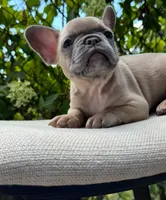 Bear, a male French Bulldog for sale in Pittsburgh, PA – 3 of 9