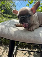 Bear, a male French Bulldog for sale in Pittsburgh, PA – 5 of 9