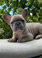 Bear, a male French Bulldog for sale in Pittsburgh, PA – 7 of 9