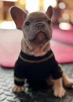 Bear, a male French Bulldog for sale in Pittsburgh, PA – 9 of 9