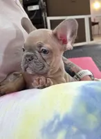 Bear, a male French Bulldog for sale in Pittsburgh, PA – 1 of 9