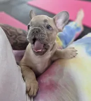 Bear, a male French Bulldog for sale in Pittsburgh, PA – 8 of 9