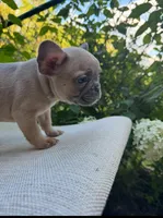 Bear, a male French Bulldog for sale in Pittsburgh, PA – 4 of 9