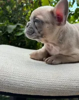 Bear, a male French Bulldog for sale in Pittsburgh, PA – 6 of 9