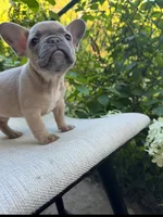 Bear, a male French Bulldog for sale in Pittsburgh, PA – 2 of 9