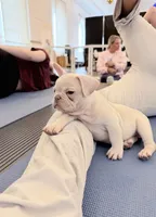 Oz, a male French Bulldog for sale in Pittsburgh, PA – 4 of 7
