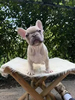 Manly, a male French Bulldog for sale in Pittsburgh, PA – 3 of 3