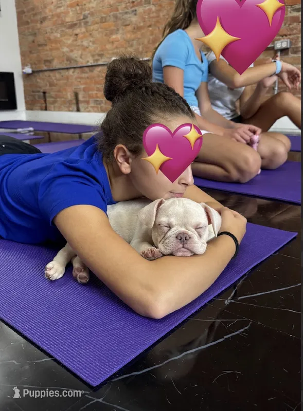 Oz – French Bulldog puppy for sale in Pittsburgh, PA
