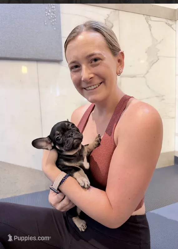 Carmen – French Bulldog puppy for sale in Pittsburgh, PA