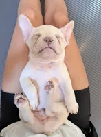 Oz, a male French Bulldog for sale in Pittsburgh, PA – 3 of 7