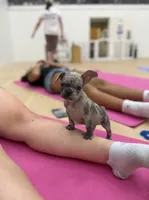 Sarge, a male French Bulldog for sale in Pittsburgh, PA – 3 of 6