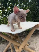 Gorgeous , a female French Bulldog for sale in Pittsburgh, PA – 4 of 5