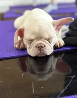 Oz, a male French Bulldog for sale in Pittsburgh, PA – 7 of 7