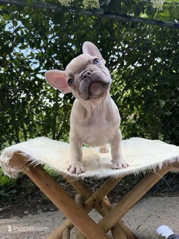 Manly – French Bulldog puppy for sale in Pittsburgh, PA