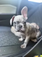 Sarge, a male French Bulldog for sale in Pittsburgh, PA – 5 of 8