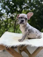 Sarge, a male French Bulldog for sale in Pittsburgh, PA – 4 of 6