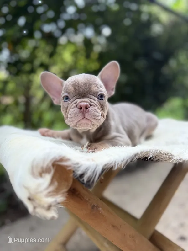 Dozzer – French Bulldog puppy for sale in Pittsburgh, PA