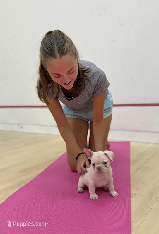 Oz – French Bulldog puppy for sale in Pittsburgh, PA