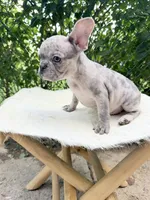 Sarge, a male French Bulldog for sale in Pittsburgh, PA – 6 of 6