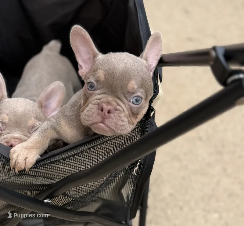 Dozzer – French Bulldog puppy for sale in Pittsburgh, PA