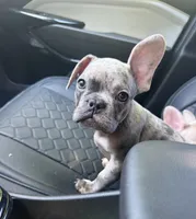 Sarge, a male French Bulldog for sale in Pittsburgh, PA – 6 of 8