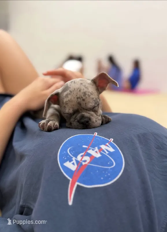 Sarge – French Bulldog puppy for sale in Pittsburgh, PA