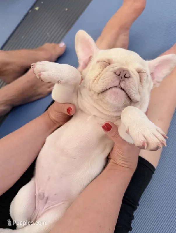 Oz – French Bulldog puppy for sale in Pittsburgh, PA