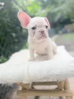 Oz, a male French Bulldog for sale in Pittsburgh, PA – 5 of 7