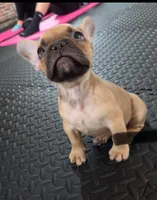 Walford Gunner Jr., a male French Bulldog for sale in Pittsburgh, PA – 2 of 10