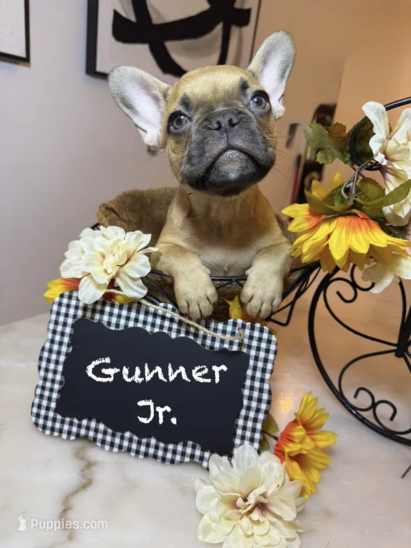 Walford Gunner Jr. – French Bulldog puppy for sale in Pittsburgh, PA